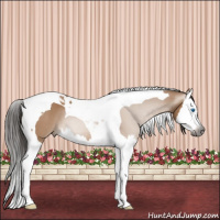 Horse Color:Gray Bay Dun Splash Tobiano 