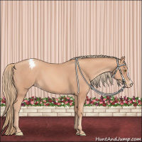 Horse Color:Gold Champagne Appaloosa 