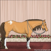 Horse Color:Buckskin Appaloosa