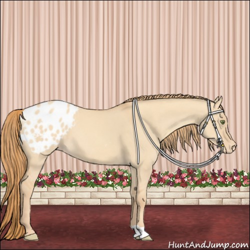 Horse Color:Gold Champagne Dun Appaloosa