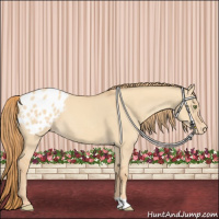 Horse Color:Gold Champagne Dun Appaloosa