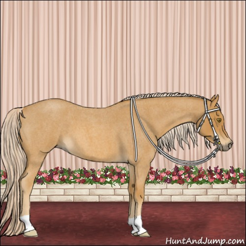 Horse Color:Palomino Roan 