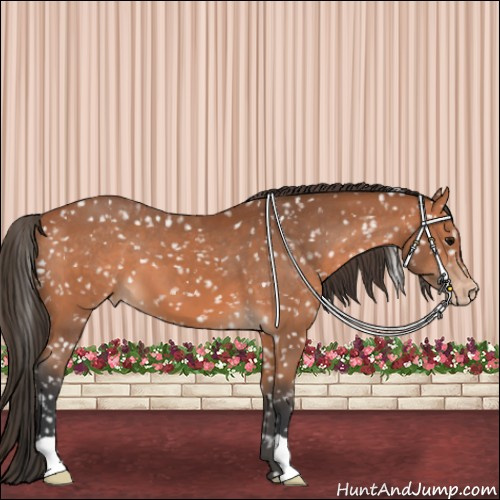Horse Color:Bay Appaloosa 