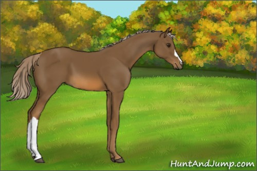 Horse Color:Chocolate Palomino 