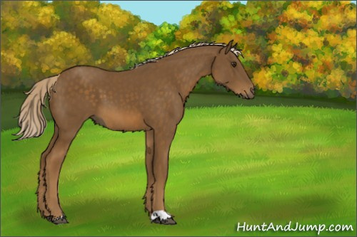 Horse Color:Chocolate Palomino 