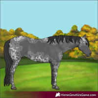 Horse Color:Black Ice 