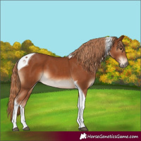 Horse Color:Chestnut Tobiano 