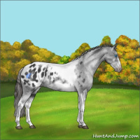 Horse Color:White Spotted Black Splash Tobiano Frame Appaloosa 