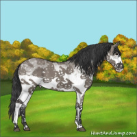 Horse Color:White Spotted Grullo