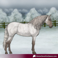 Horse Color:Silver Grullo Roan 