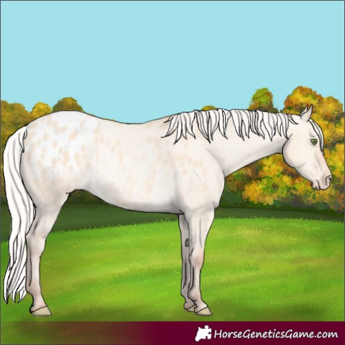 Horse Color:Silver Amber Champagne Dun Varnish Rabicano 
