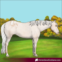 Horse Color:Silver Classic Champagne Varnish Rabicano 