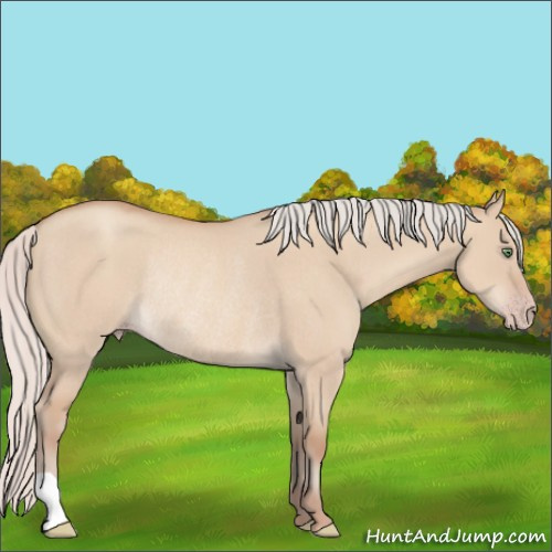 Horse Color:Silver Classic Champagne Dun Rabicano