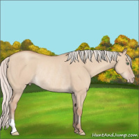 Horse Color:Silver Classic Champagne Dun Rabicano 