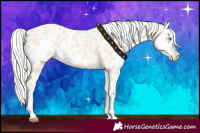 Horse Color:Cremello Appaloosa 