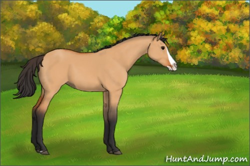 Horse Color:Bay Dun Splash 