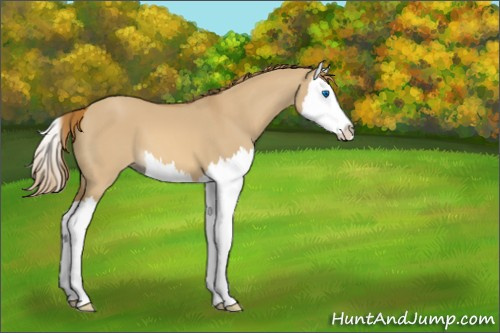 Horse Color:Red Dun Splash 
