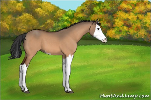 Horse Color:Bay Dun Splash 