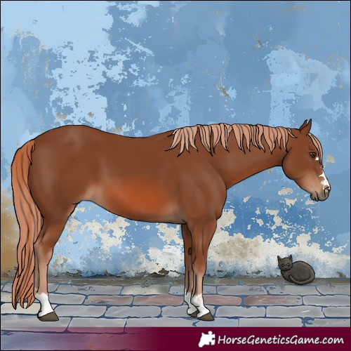 Horse Color:Chestnut 