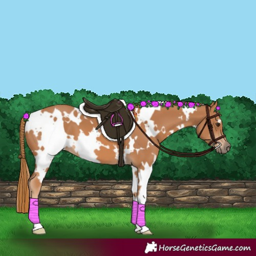 Horse Color:White Spotted Chestnut 