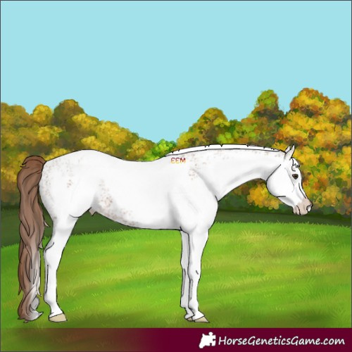 Horse Color:White Spotted Chestnut 