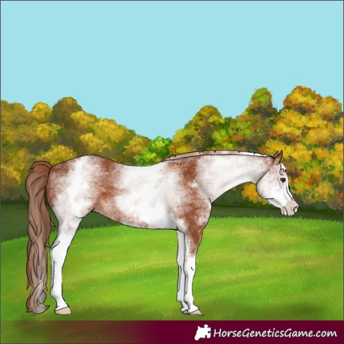 Horse Color:White Spotted Chestnut