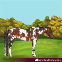 Horse Color:White Spotted Brown 