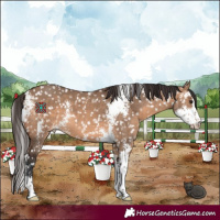 Horse Color:Brown Dun Sabino Snowflake Varnish Rabicano 