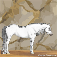 Horse Color:Brown Sabino Frame Appaloosa