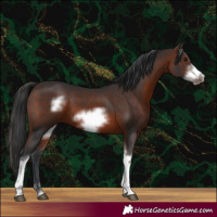 Horse Color:Brown Sabino Frame 
