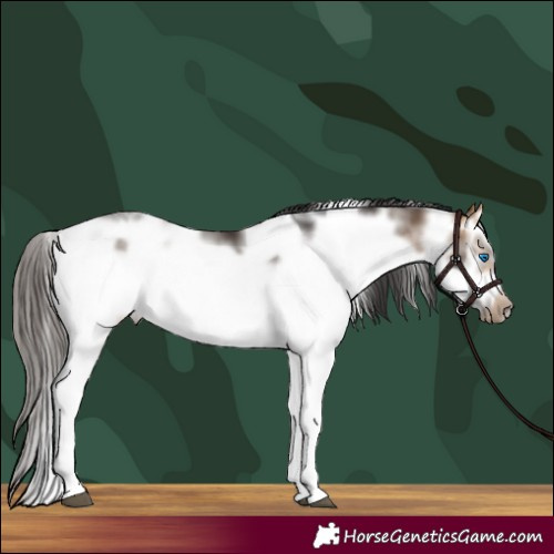 Horse Color:Buckskin Sabino Frame 