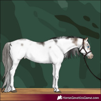 Horse Color:Buckskin Sabino Frame 