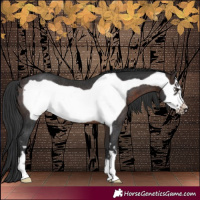 Horse Color:Brown Frame Rabicano