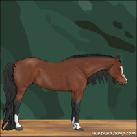 Horse Color:Brown Roan Sabino
