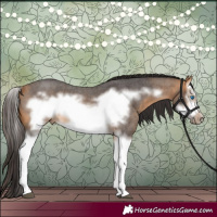 Horse Color:Buckskin Roan Splash Frame 