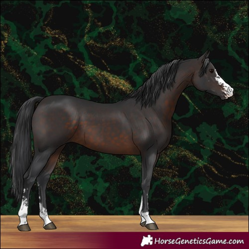 Horse Color:Brown Sabino