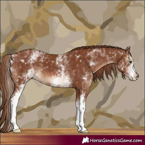 Horse Color:White Spotted Chestnut 
