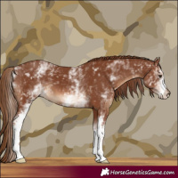 Horse Color:White Spotted Chestnut 