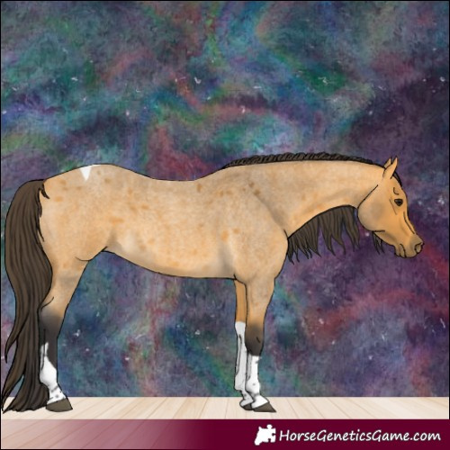 Horse Color:Buckskin Roan Tobiano 