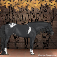 Horse Color:Black Tobiano Appaloosa Rabicano 
