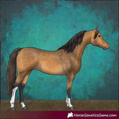 Horse Color:Buckskin Tobiano