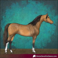 Horse Color:Buckskin Tobiano 