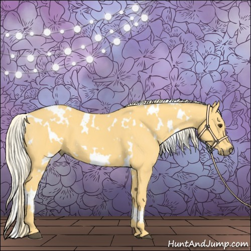 Horse Color:White Spotted Palomino 