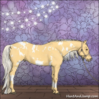 Horse Color:White Spotted Palomino 