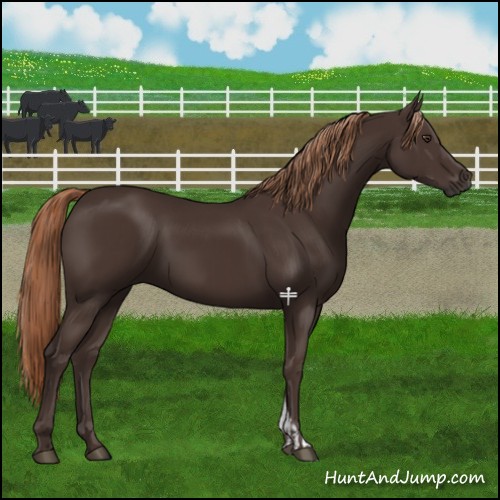 Horse Color:Liver Chestnut and Liver Chestnut