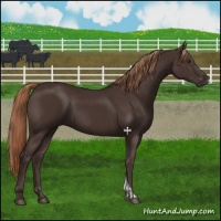 Horse Color:Liver Chestnut  and Liver Chestnut 