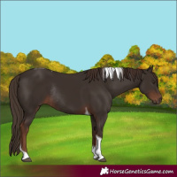 Horse Color:Liver Chestnut Tobiano Rabicano 