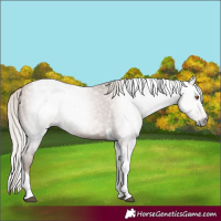 Horse Color:Gray Silver Black Pearl Tobiano 