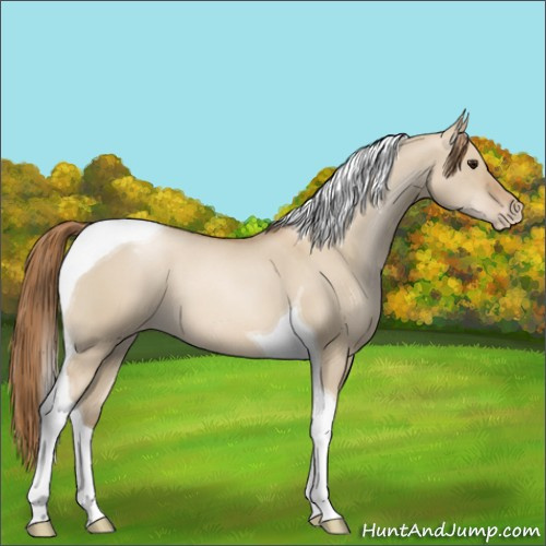 Horse Color:Grullo Pearl Tobiano Appaloosa