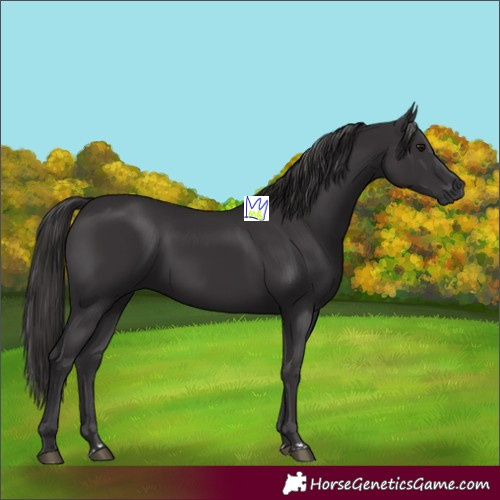 Horse Color:Smoky Black 